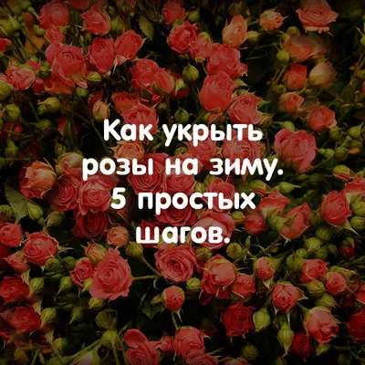 Утепление роз на зиму: картинка розы с возможностью выбора формата и размера для скачивания