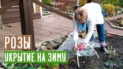 Утепление роз на зиму: картинка розы с возможностью выбора размера
