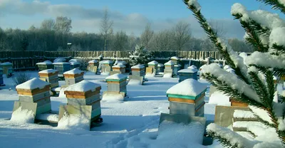 Зимние ульи: Изображение утепленных пчелиных домиков