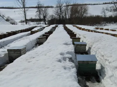 Фото ульев на зиму: Яркие изображения пчелиных уютов