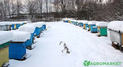 Выберите размер изображения: Фото ульев на зиму