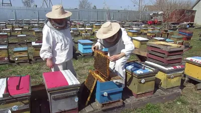 Утепление ульев: Фото с заботой о пчелах