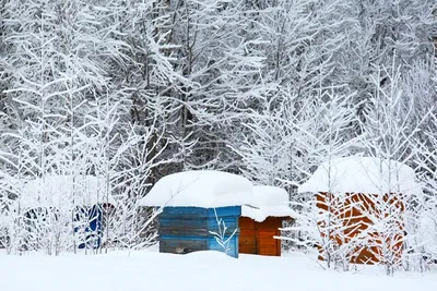 Фотографии утепленных ульев на зиму: Выберите размер
