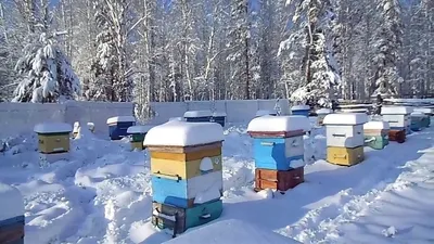 Фото утепленных ульев: Зимняя забота о пчелах