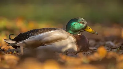 Утка птицы - фото на задний фон сайта