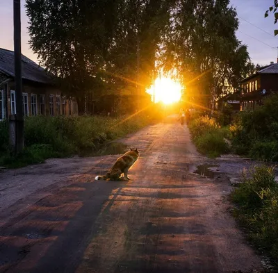 Утро в деревне: новые фото в хорошем качестве