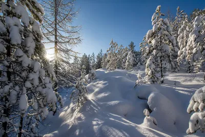 Фото: Утро в зимнем лесу, выберите размер и формат для скачивания