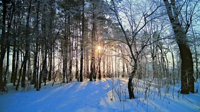 Фоны: Утро в живописном зимнем лесу для вашего компьютера