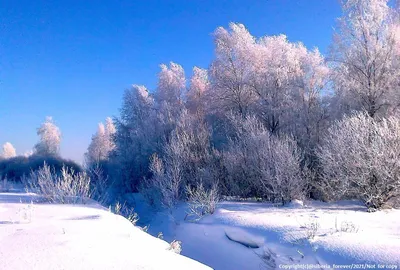 Природный мир в объективе: Утро показывает свою прелесть в зимнем лесу