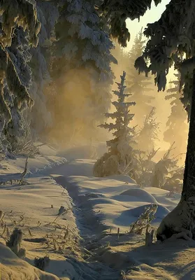 Обои: Утро в зимнем лесу в формате WebP, бесплатно