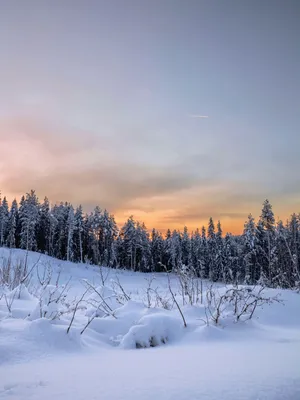 Утренний лес: фото в стиле Full HD для вашего экрана