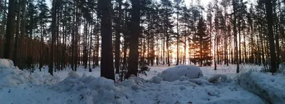 Фото утра в зимнем лесу