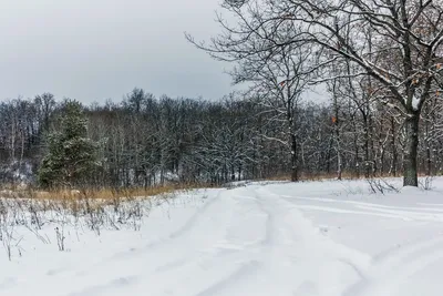 Фон зимнего леса в рисунке