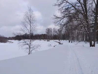 Арт с утренним зимним лесом