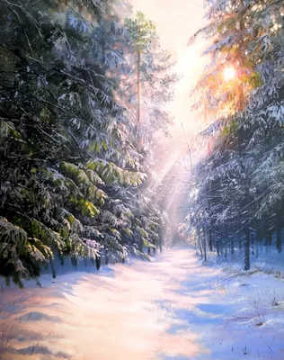HD фото зимнего утра с лесом