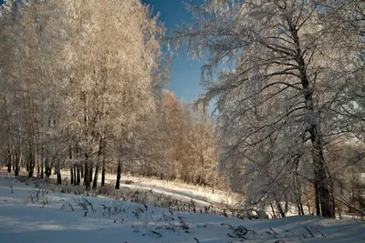 Фотография леса в хорошем качестве на рассвете