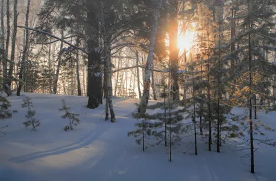 Утро в зимнем лесу фотографии