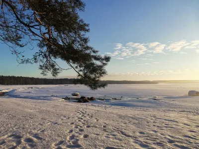 GIF изображение зимнего утра в лесу