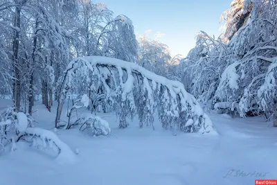 Фото на айфон с заснеженным лесом: захватите неповторимые моменты зимней сказки