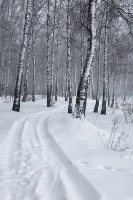Фотка на андроид с красивыми зимними лесными панорамами: превратите свой телефон в окно в другой мир
