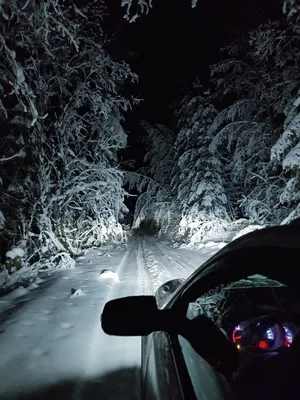 Зимние пейзажи из автомобиля: заснеженные сосны (jpg)