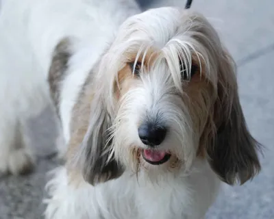 Вандейский бассет-гриффон: фото высокого качества для любителей собак