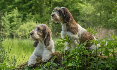 Вандейский бассет-гриффон: красивые фото собаки