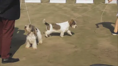 Изображения Вандейского бассет-гриффона: игривые и любопытные собаки
