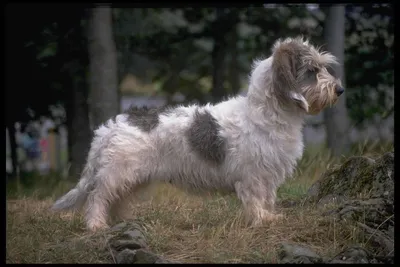 Фото Вандейского бассет-гриффона: красивые портреты собаки