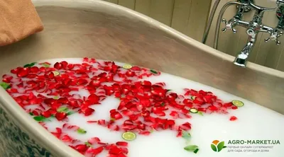 Ванна с лепестками роз и свечами: Интимная атмосфера на фотографии