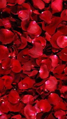 Изображение роскошной ванны с красными розами 