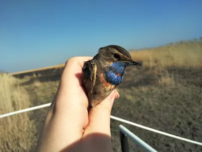 Красочные фотографии варакушки на фоне неба