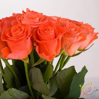 Фотография розы в формате jpg для скачивания