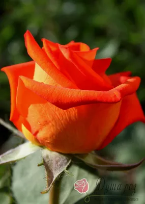 Оригинальная картинка розы в webp формате