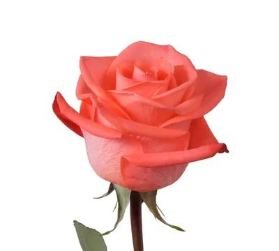 Удивительное изображение розы в формате png