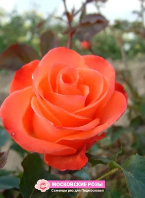 Чудесная роза на фотографии