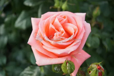 Фотография розы с возможностью выбора формата