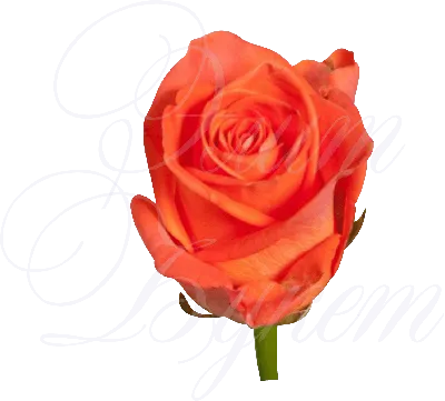 Эффектное фото розы в webp формате