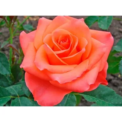 Фотография розы с высоким качеством изображения