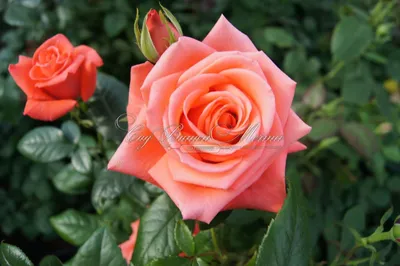 Завораживающая роза на фотографии в формате jpg