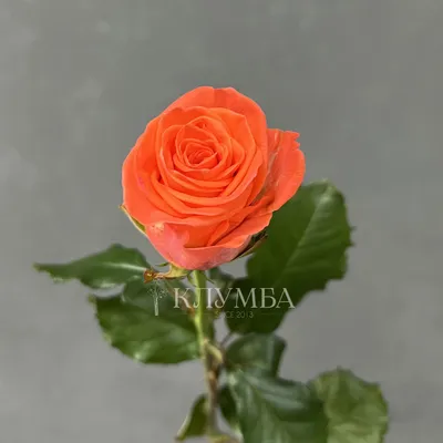 Уникальная фотка розы в формате webp