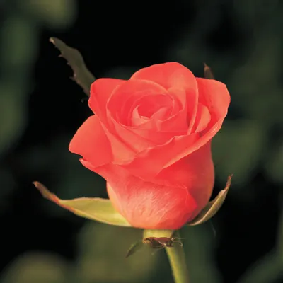 Удивительное изображение роскошной розы