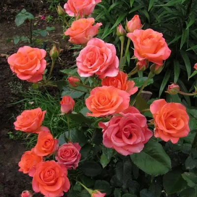 Фотография розы с различными вариантами скачивания