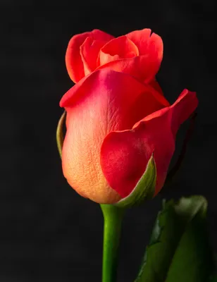 Очаровательное фото розы в png формате