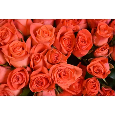 Фотография розы с возможностью выбора размера и формата