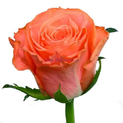 Восхитительное изображение розы в webp формате