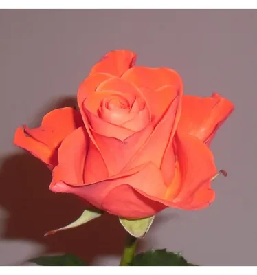 Блестящая роза на фотографии
