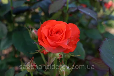Фотография розы с высоким разрешением в формате jpg