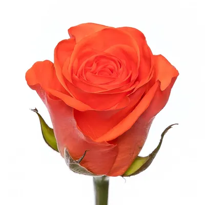 Удивительное фото розы в png формате