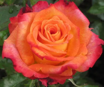 Прекрасная роза в формате jpg